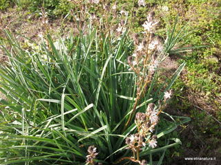 lle del Simeto-24-02-2013 09-26-49